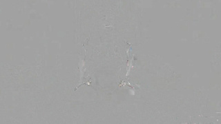 WildOnCam Emily Norman Solo