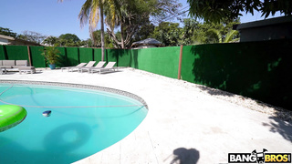 BrownBunnies Mini Stallion