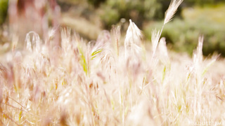 Transfixed S E Aubrey Kate and Bree Daniels Flower Girls