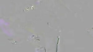 OnlyFans Jessica Starling Collab With uncutjaymes